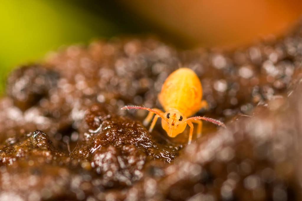 Sminthurides penicillifer, Springstaart