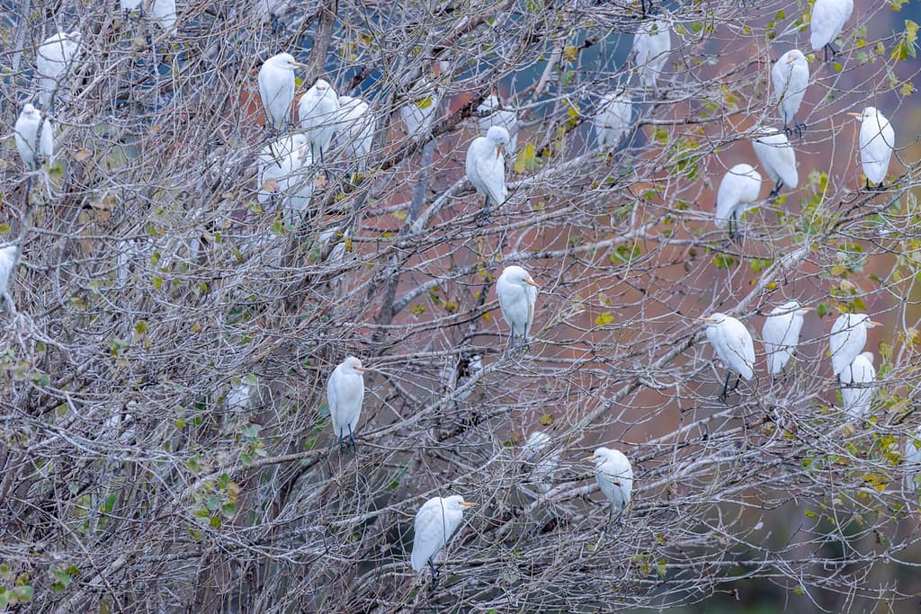 Ardea ibis, Koereiger