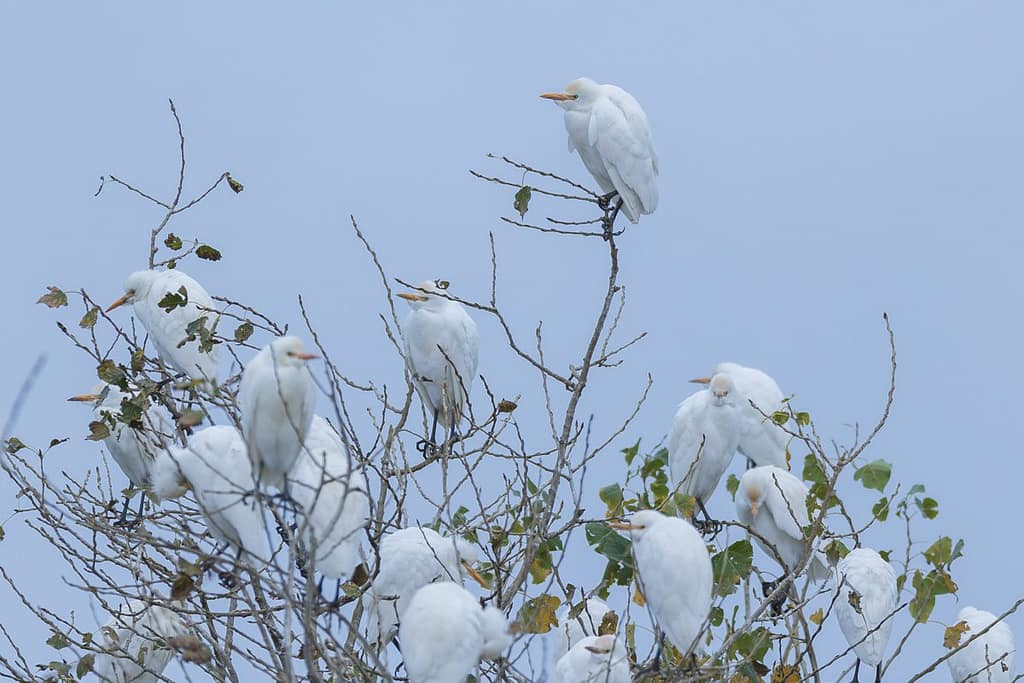 Ardea ibis, Koereiger
