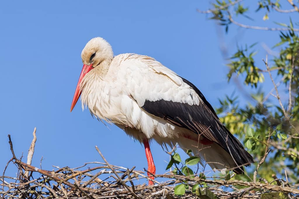 Ciconia ciconia, Ooievaar