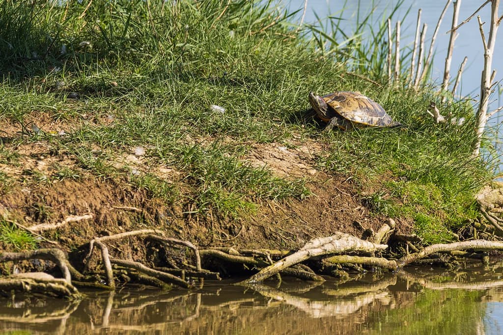 Trachemys scripta elegans, Roodwangschildpad
