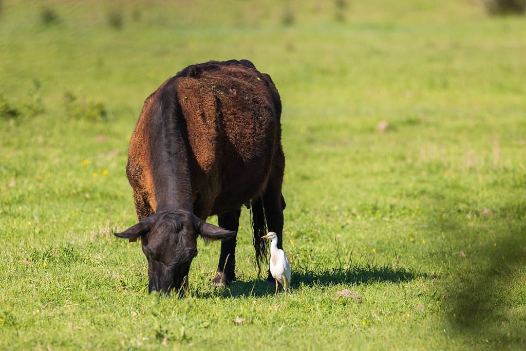 Ardea ibis, Koereiger