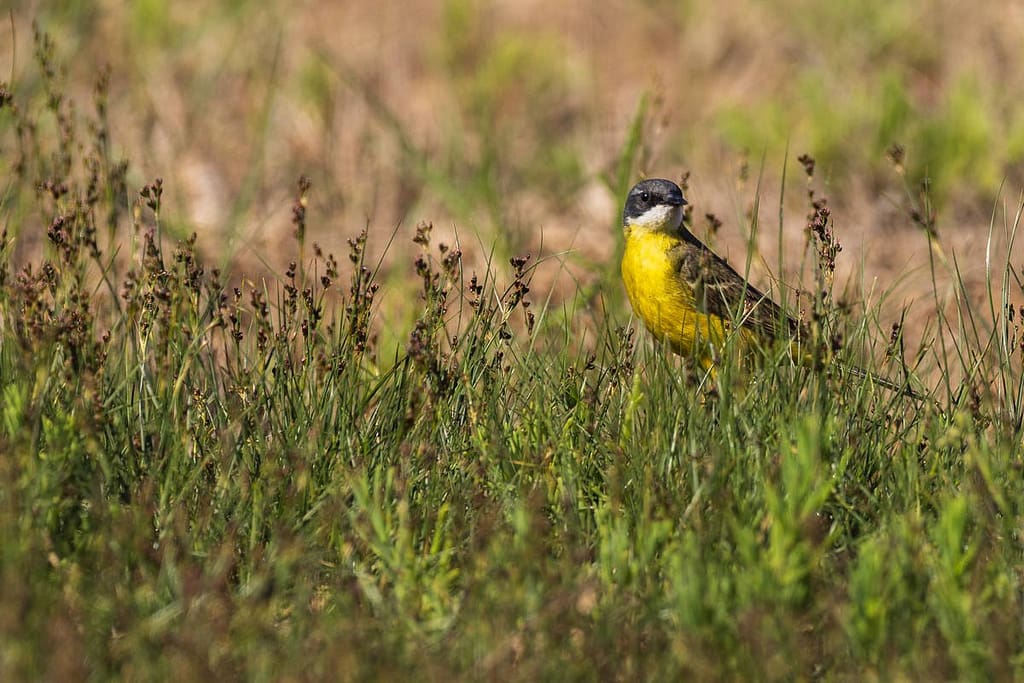 Motacilla flava, Gele kwikstaart