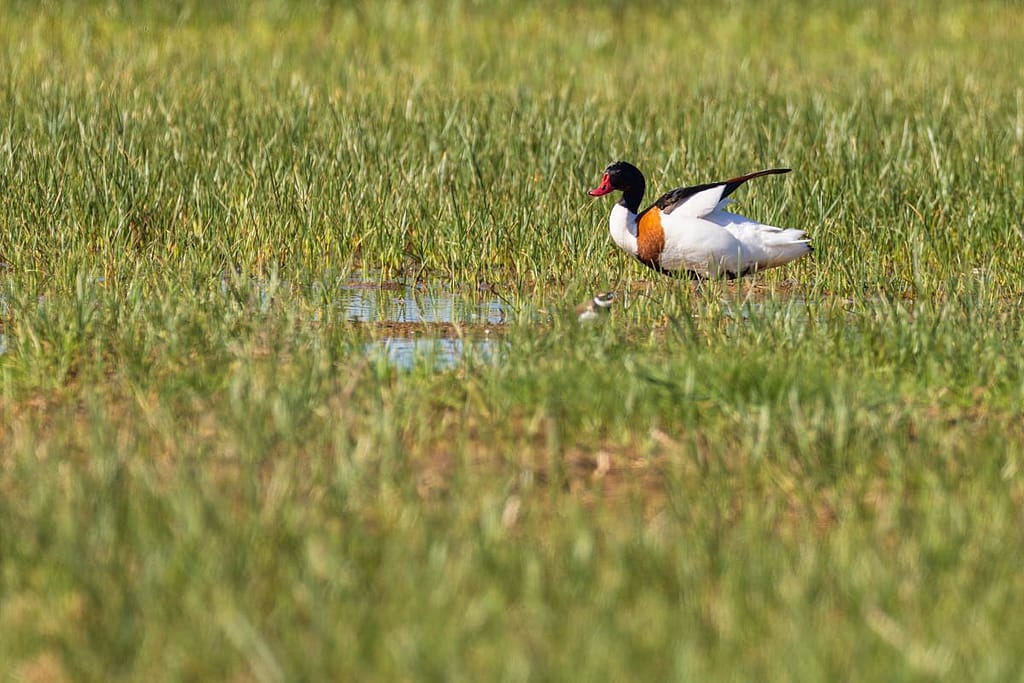 Tadorna tadorna, Bergeend