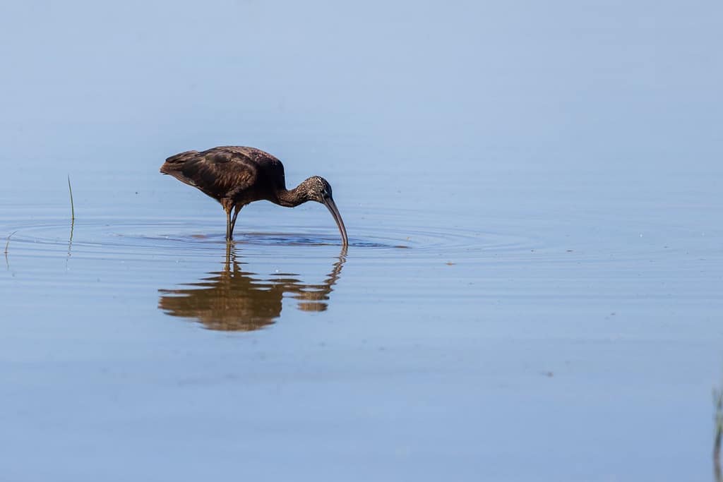 Plegadis falcinellus, Zwarte ibis