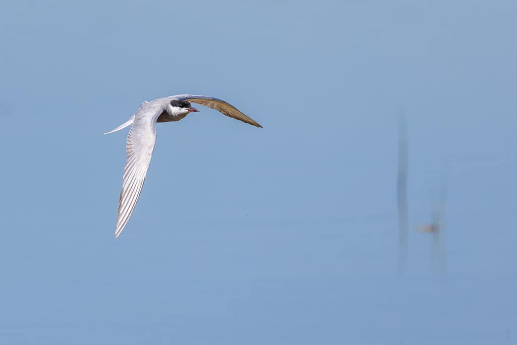 Chlidonias hybrida, Witwangstern