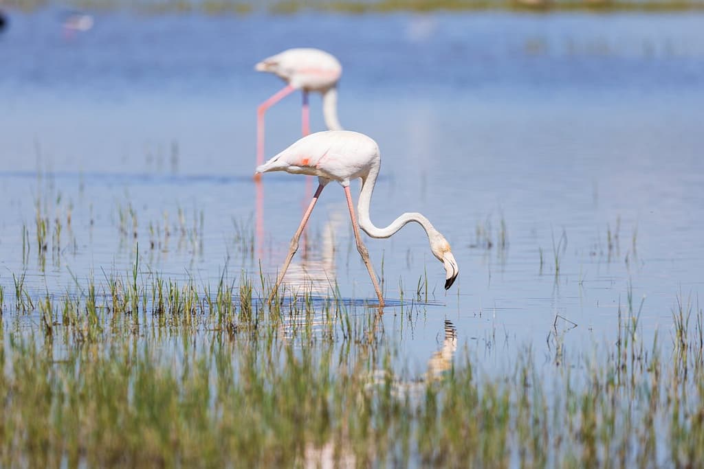 Phoenicopterus roseus, Flamingo