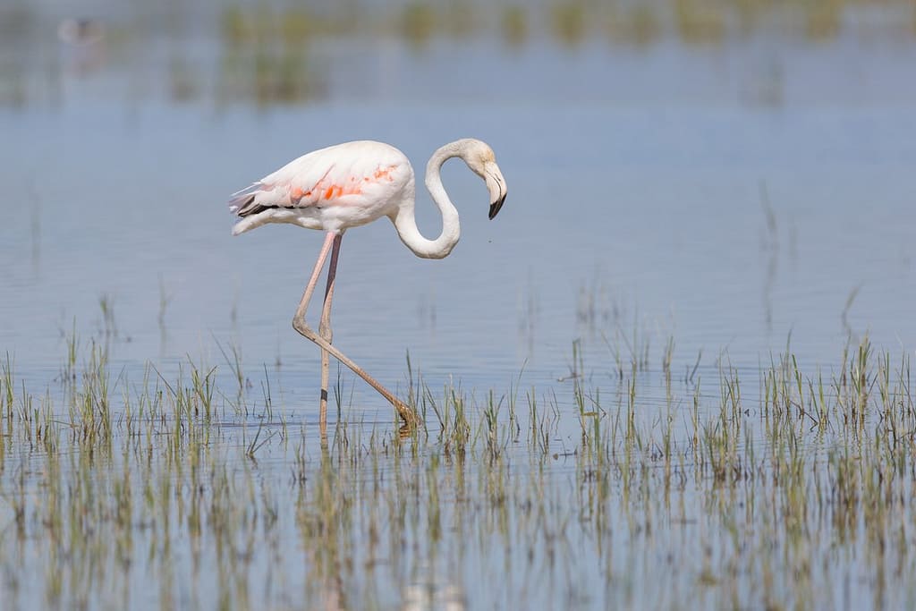 Phoenicopterus roseus, Flamingo