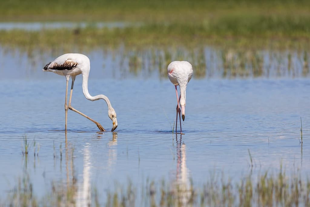 Phoenicopterus roseus, Flamingo