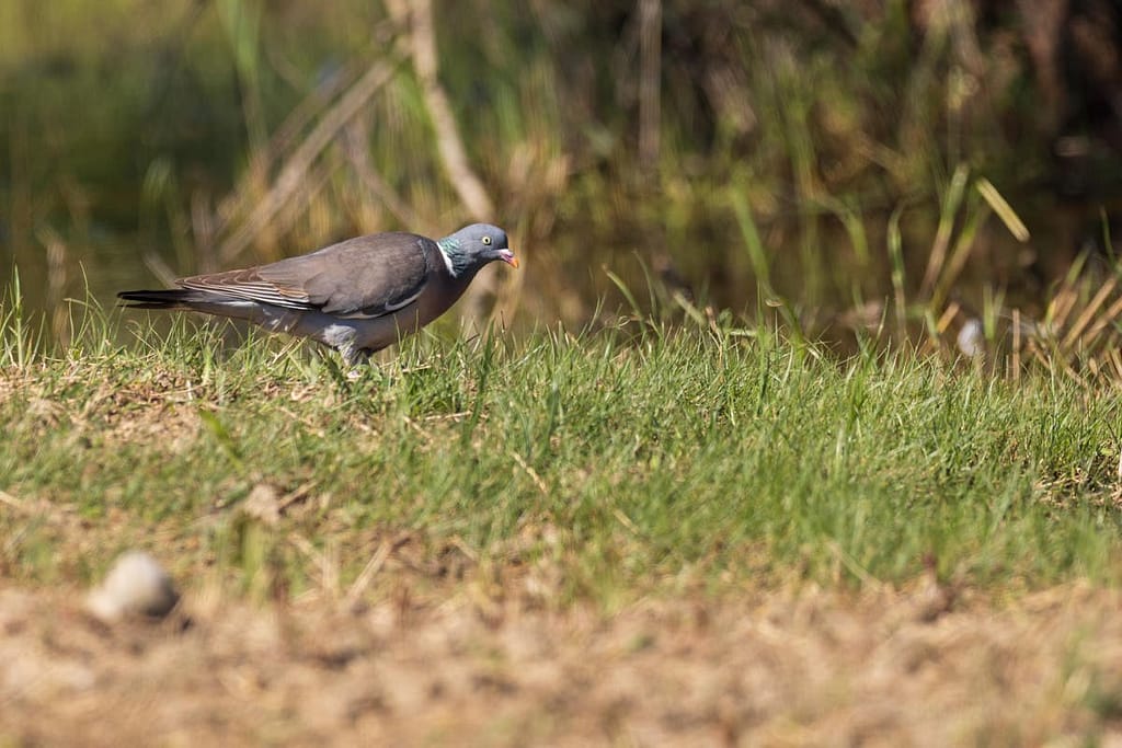 Columba palumbus, Houtduif
