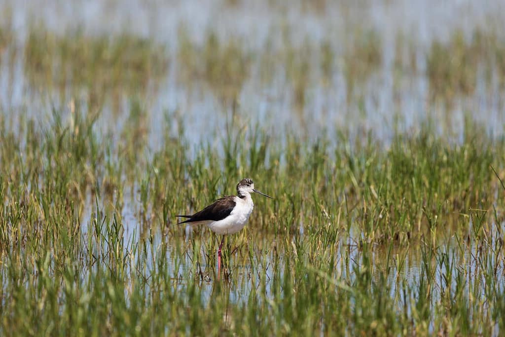Himantopus himantopus, Steltkluut