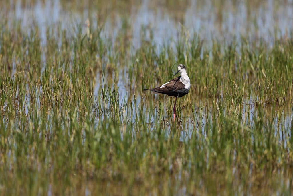 Himantopus himantopus, Steltkluut