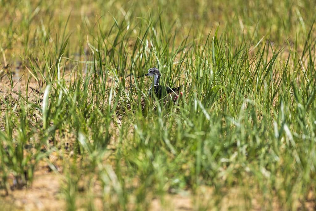 Himantopus himantopus, Steltkluut