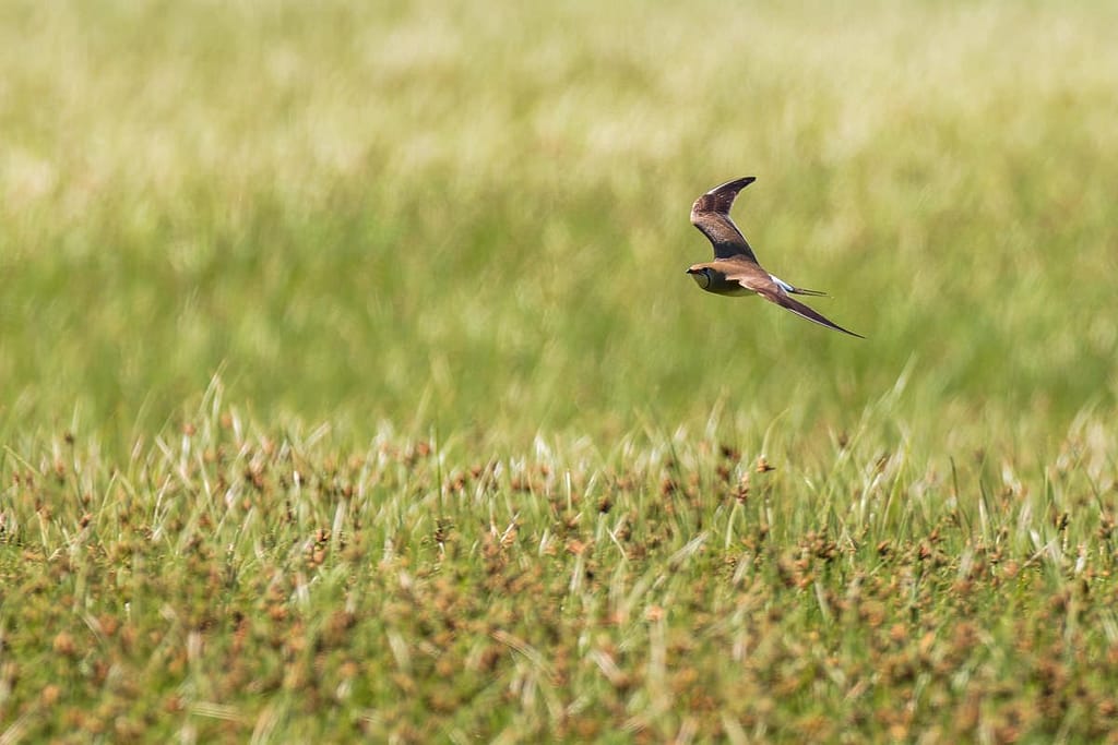 Glareola nordmanni, Steppevorkstaartplevier