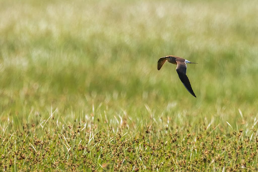Glareola nordmanni, Steppevorkstaartplevier