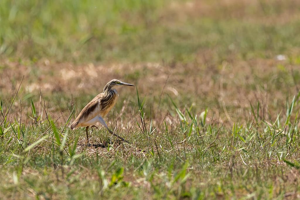Ardola ralloides, Ralreiger