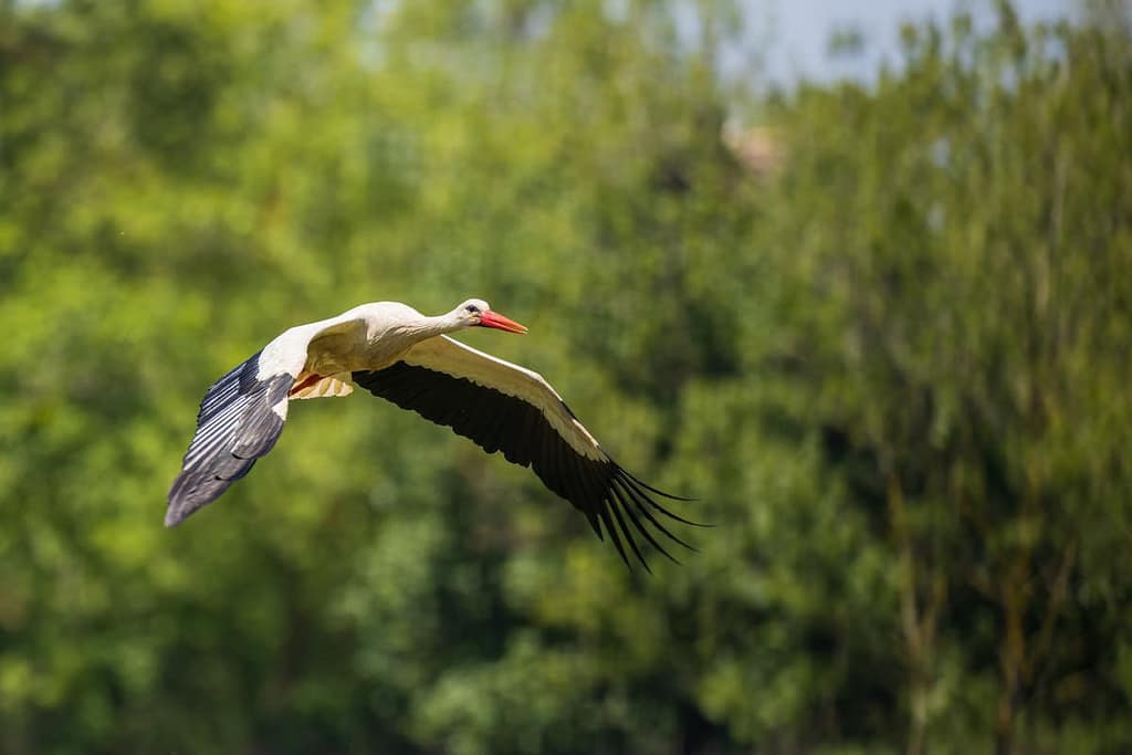 Ciconia ciconia, Ooievaar