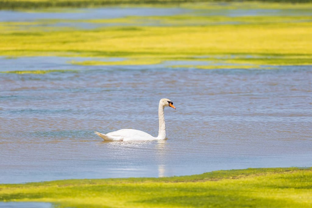 Cygnus olor, Knobbelzwaan