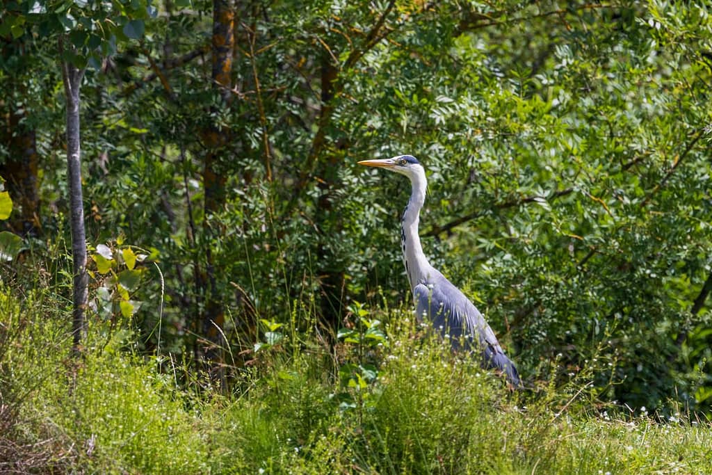 Ardea cinerea, Blauwe reiger