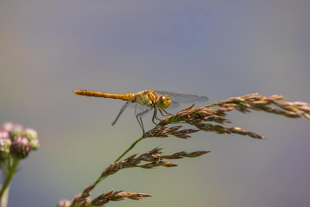 Sympetrum vulgatum, Steenrode heidelibel vrouw
