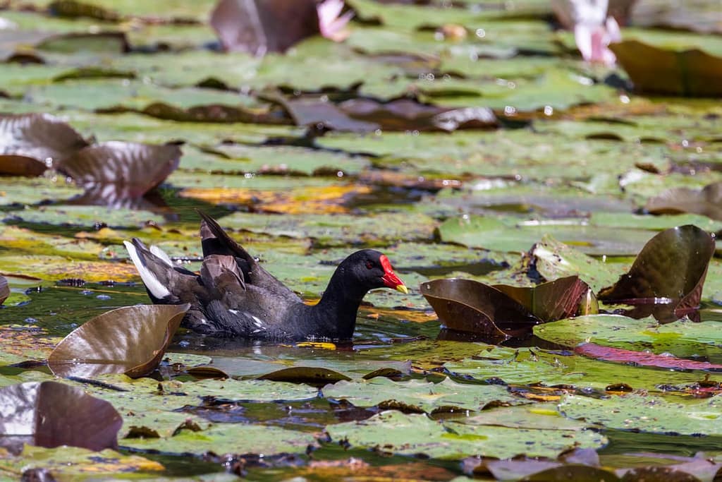 Gallinula chloropus, Waterhoen