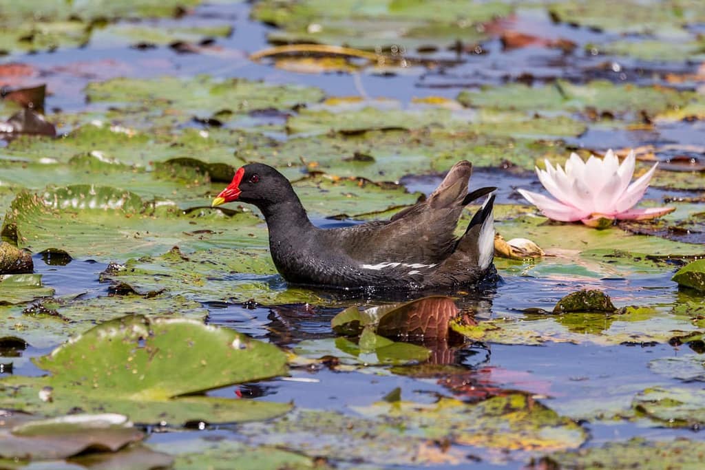 Gallinula chloropus, waterhoen