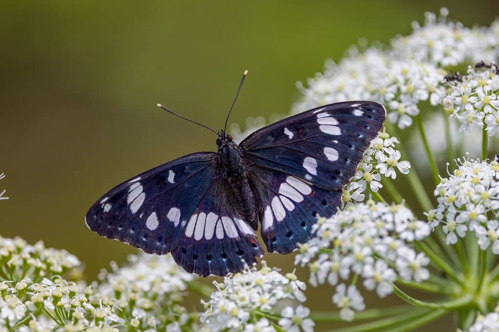 Limenitis reducta, Blauwe ijsvogelvlinder