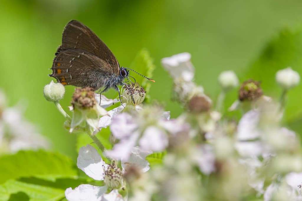 Satyrium ilicis, Bruine eikenpage