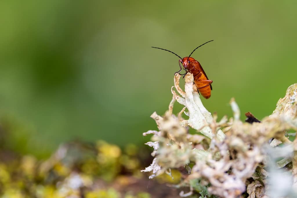 Rhagonycha fulva, Rode weekschildkever (Soldaatje)