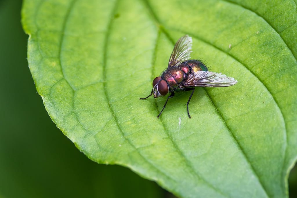 Lucilia soort, Bromvliegen soort