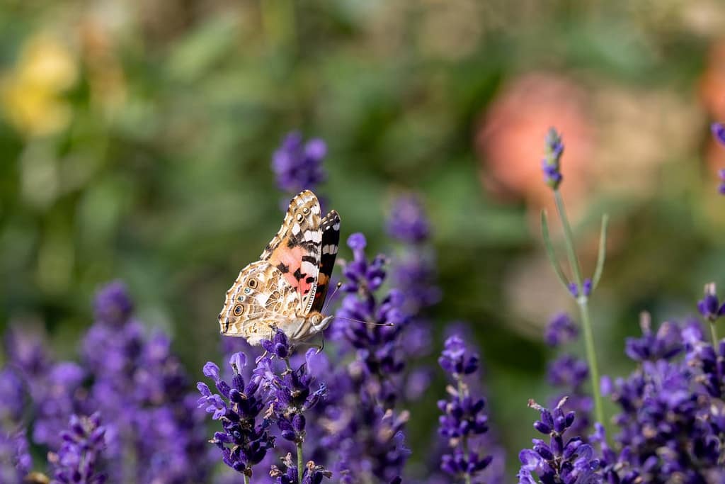 Vanessa caedui, Distelvlinder