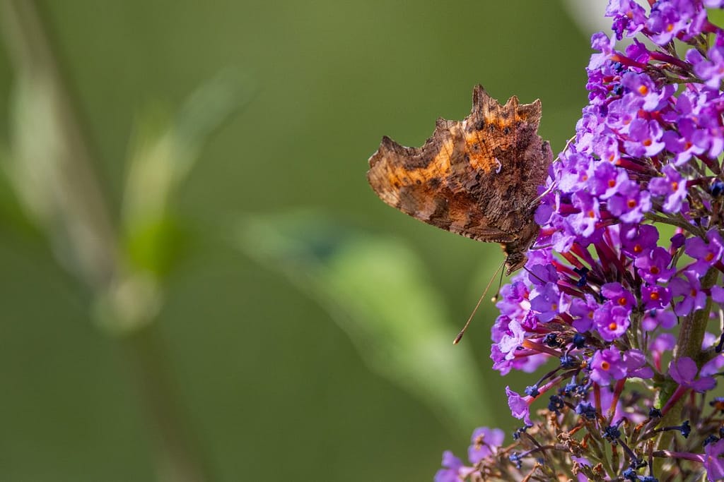 Polygonia c-album, Gehakkelde aurelia