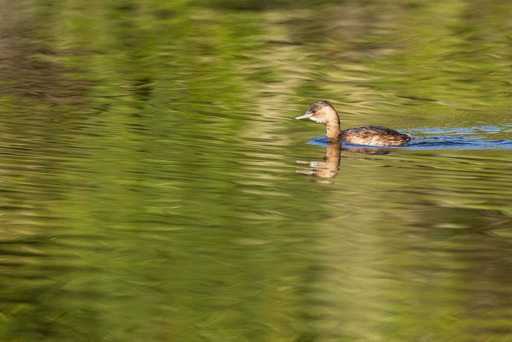 Tachybaptus ruficollis, Dodaar