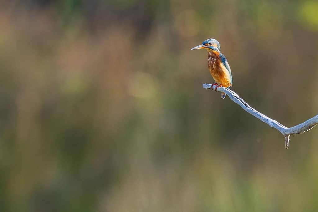 Alcedo atthis, IJsvogel