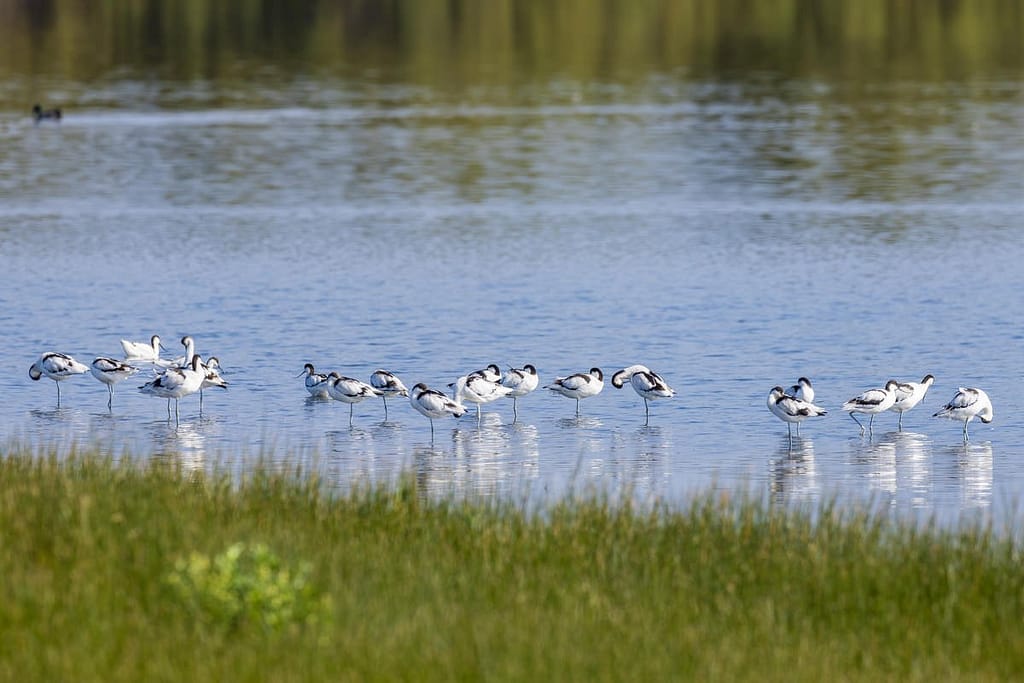 Recurvirostra avosetta, Kluut