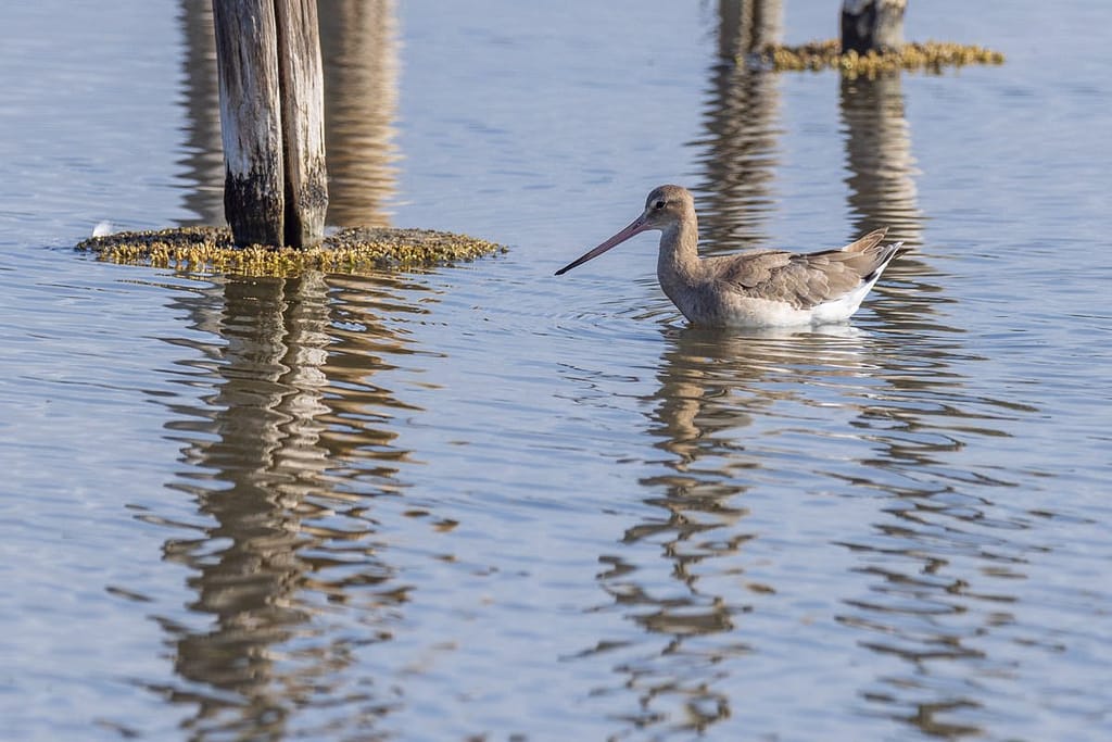 Limosa limosa, Grutto