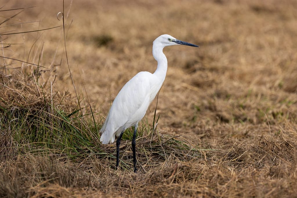 Egretta garzetta, kleine zilverreiger