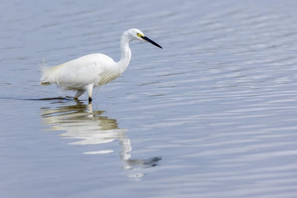 Egretta garzetta, kleine zilverreiger