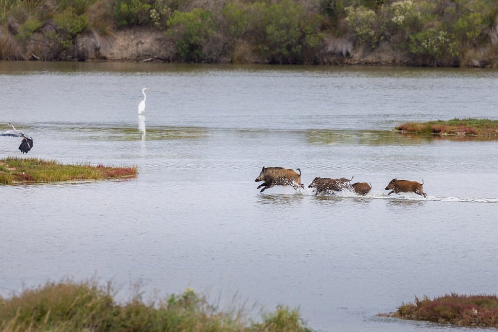 Sus scrofa, Wild zwijn