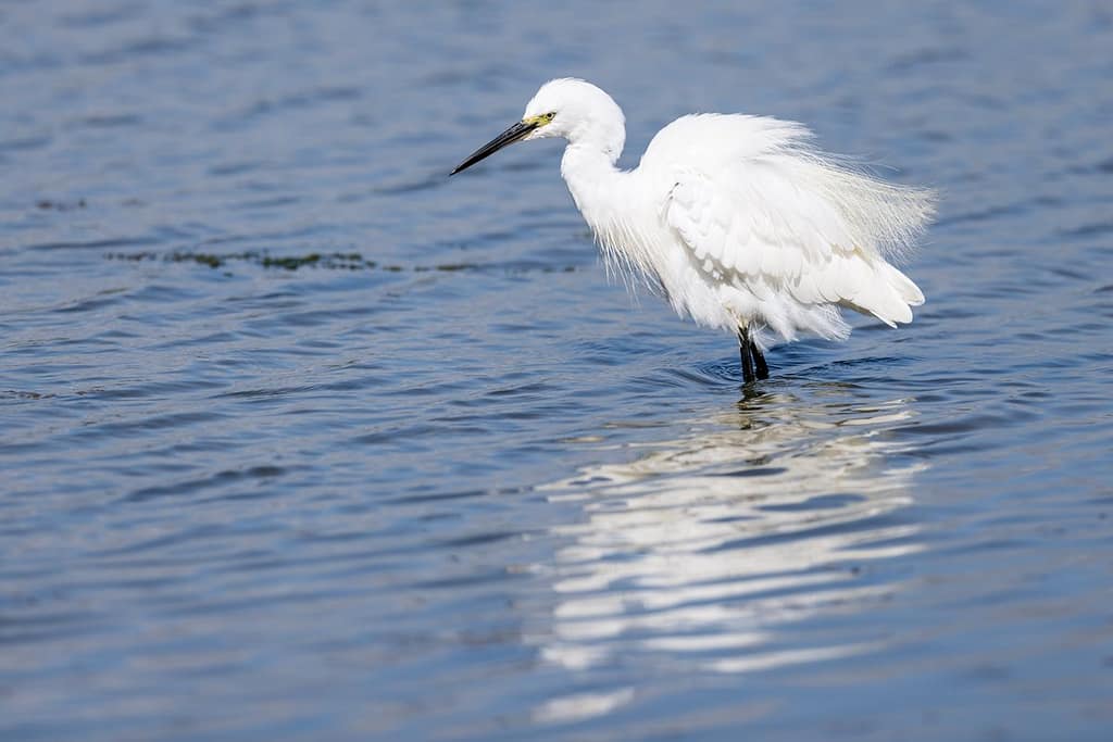 Egretta garzetta, kleine zilverreiger