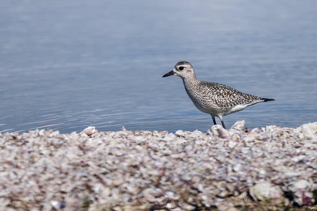 Pluvialis squatarola, Zilverplevier