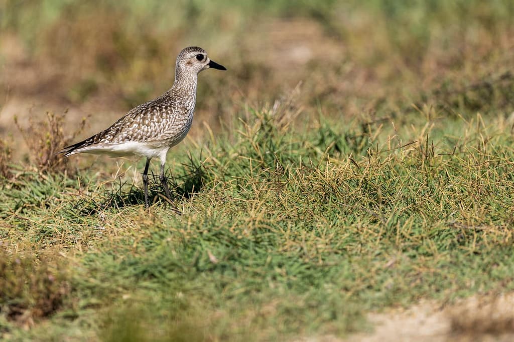 Pluvialis squatarola, Zilverplevier
