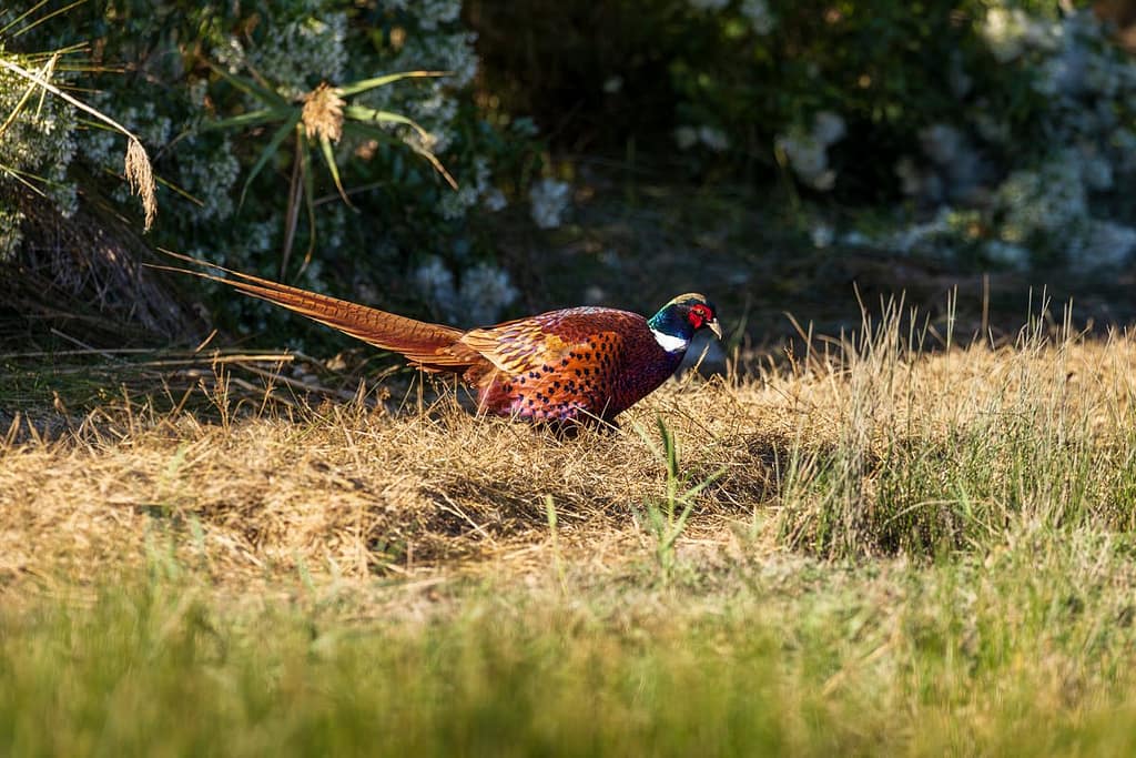 Phasianus colchicus, Fazant