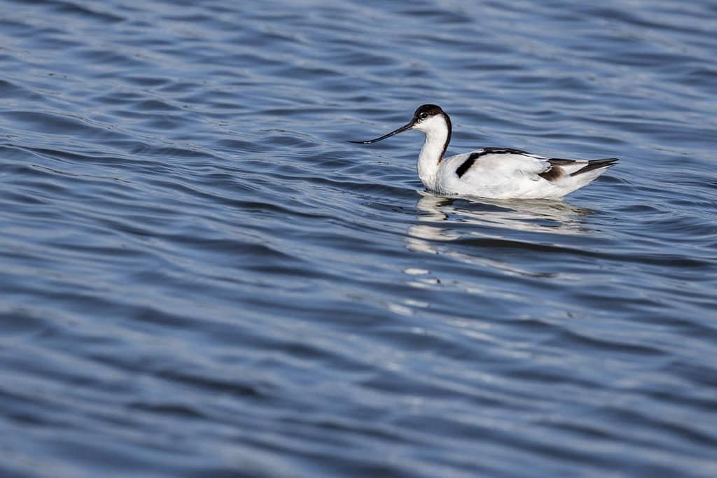 Recurvirostra avosetta, Kluut