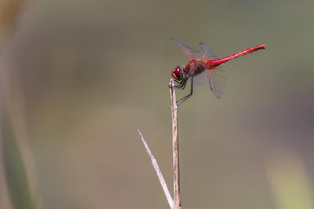Crocothemis erythraea, Vuurlibel