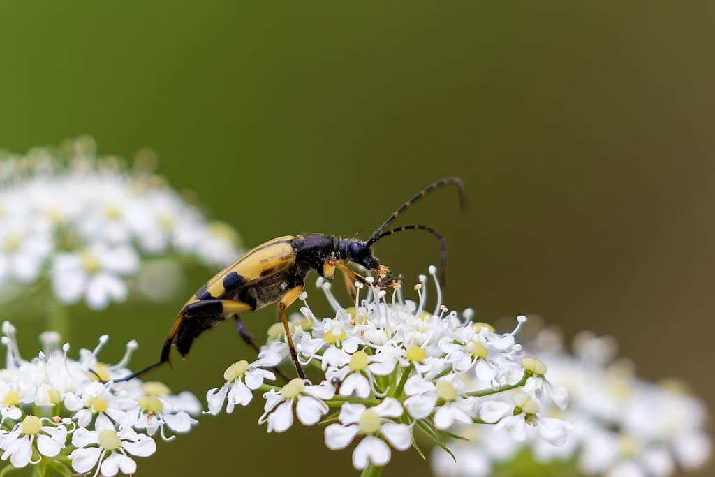 Rutpela maculata, Geringde smalbok