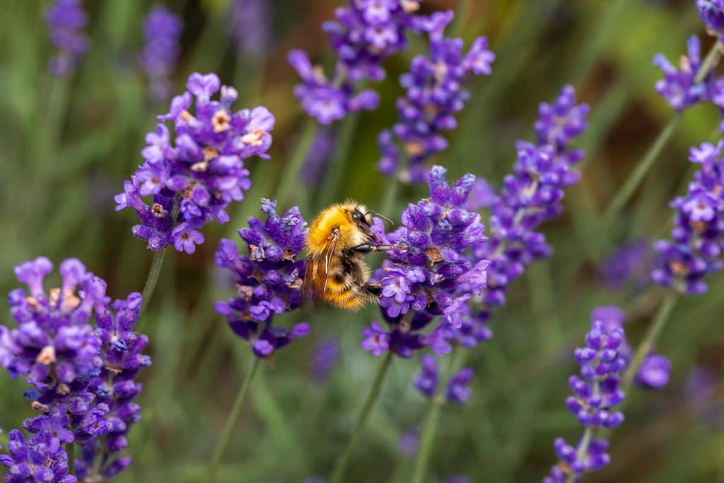 Bombus pascuorum, Akkerhommel
