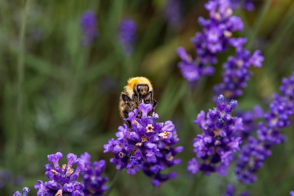 Bombus pascuorum, Akkerhommel