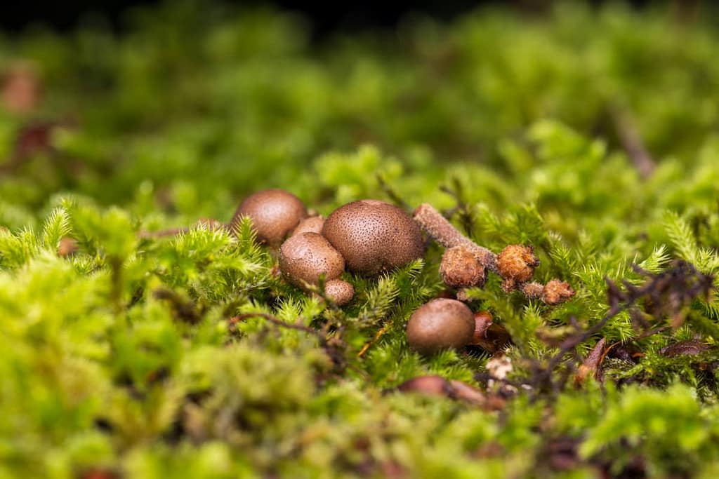 Lycogala epidendrum, Bloedweizwam
