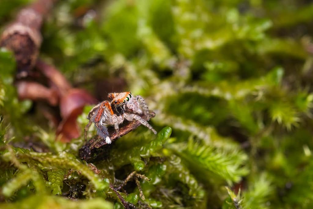 Saitis barbipes, Baardpootspringspin